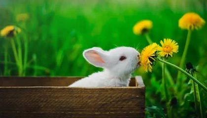 禁漫天堂下载官方应用